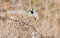 Motacilla alba