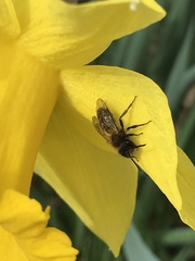 Andrena