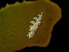 Dendronotidae