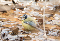 Cyanistes caeruleus