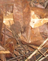 Pristimantis ramagii