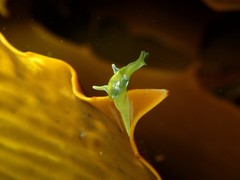 Roburnella wilsoni