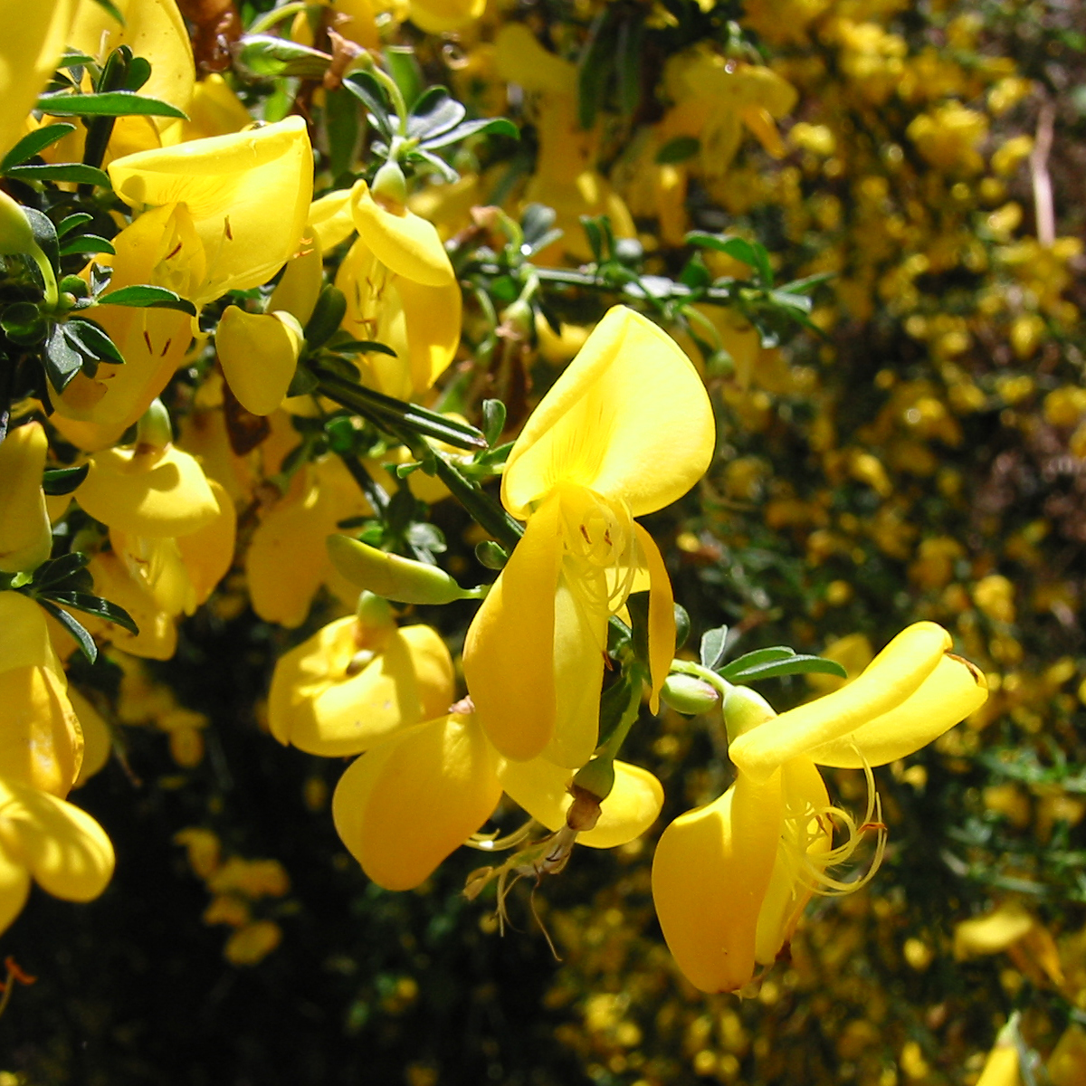 Cytisus