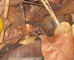 Pristimantis ramagii