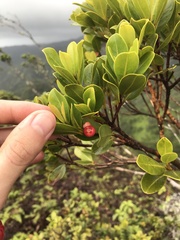 Syzygium sandwicense