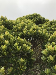 Syzygium sandwicense