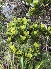 Syzygium sandwicense