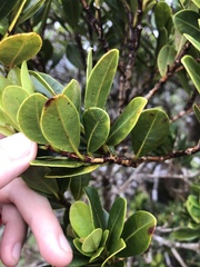 Syzygium sandwicense