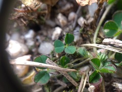 Trifolium subterraneum