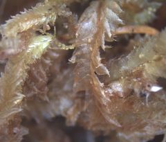 Cryptolophocolea mitteniana