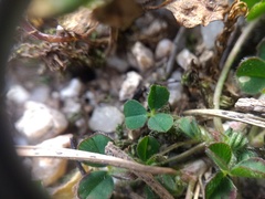 Trifolium subterraneum