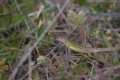 Psammodromus hispanicus
