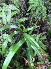 Dianella sandwicensis