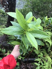 Wikstroemia oahuensis