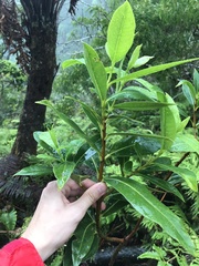 Wikstroemia oahuensis
