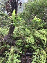 Wikstroemia oahuensis
