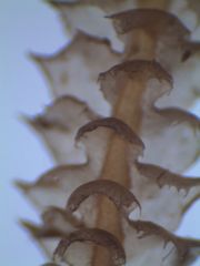 Cryptolophocolea mitteniana