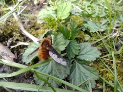 Bombylius major