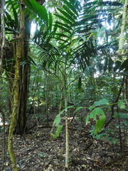 Ptychosperma elegans