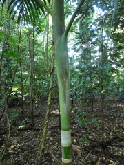 Ptychosperma elegans