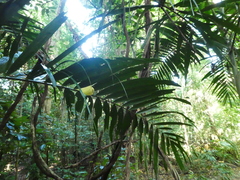 Ptychosperma elegans