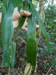 Ptychosperma elegans