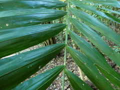 Ptychosperma elegans