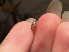 Pseudamycla dermestoidea