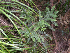 Libocedrus plumosa