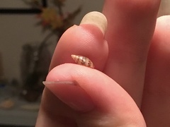 Pseudamycla dermestoidea