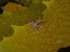 Anoplodactylus evansi
