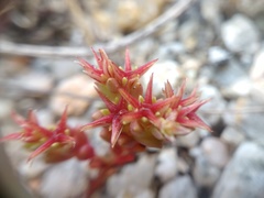 Sedum cespitosum