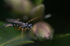 Xanthocryptus novozealandicus