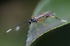 Xanthocryptus novozealandicus