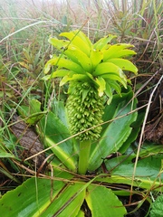Eucomis autumnalis clavata