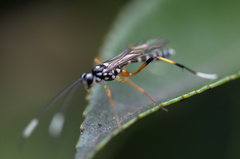 Xanthocryptus novozealandicus