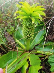 Eucomis autumnalis clavata
