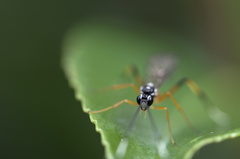 Xanthocryptus novozealandicus