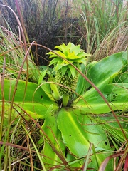 Eucomis autumnalis clavata