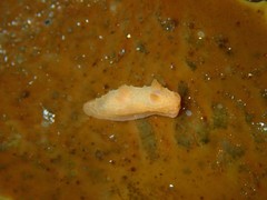 Paliolla cooki