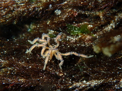Pallenopsis macneilli