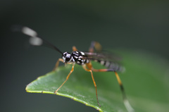 Xanthocryptus novozealandicus
