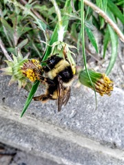 Bombus sichelii
