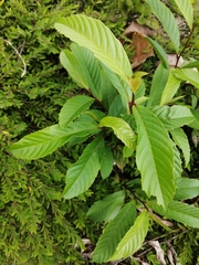 Tetracera