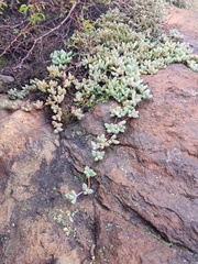 Mossia intervallaris