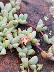 Mossia intervallaris