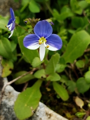 Veronica syriaca