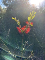 Melaleuca pachyphylla