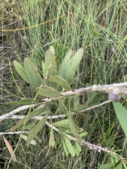 Melaleuca pachyphylla