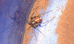 Ammoxenus